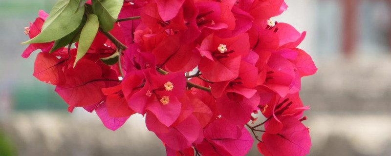 三角梅什么时候开花 新种的三角梅什么时候开花