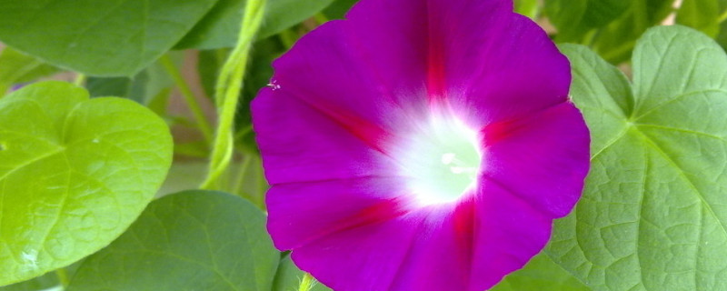 牵牛花长得高是因为什么 牵牛花长不高