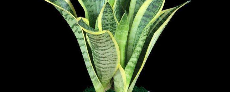 黄金虎皮兰怎么才能黄 黄金虎皮兰用什么土栽培
