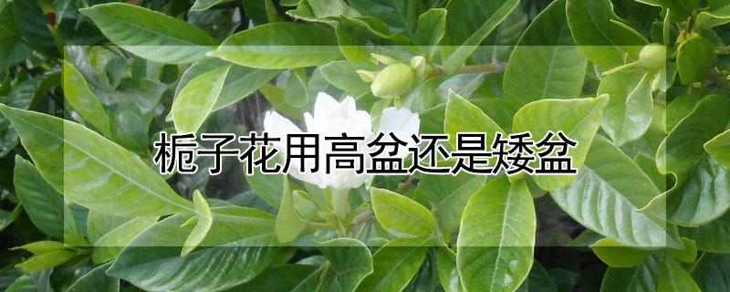 栀子花用高盆还是矮盆 栀子花大盆养还是小盆养好