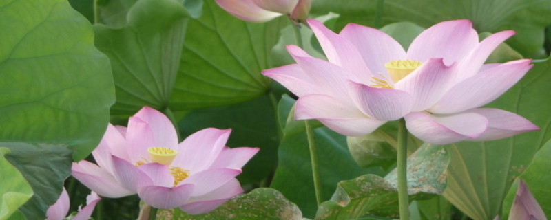 荷花的栽培方法有哪些（荷花的培植方法）