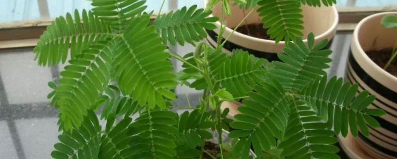 含羞草怕水吗 含羞草是不是不喜欢水