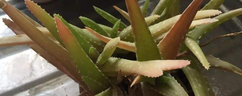 芦荟变成褐色怎么处理 芦荟变成褐红色了怎么办
