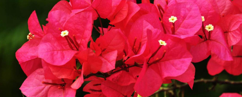 三角梅怎么栽培 三角梅怎么栽培最好