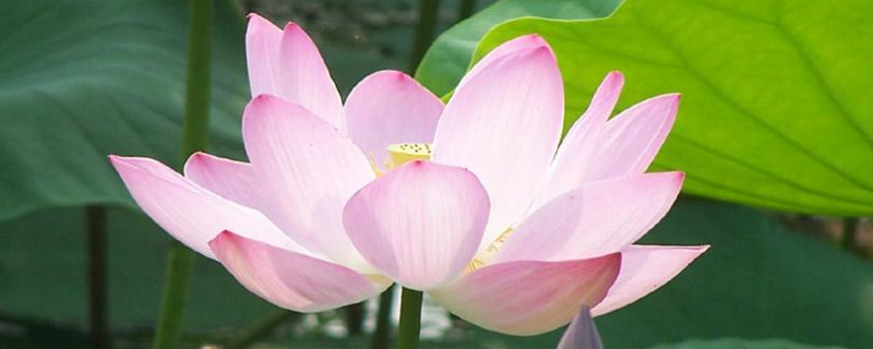 荷花种子怎样培育发芽快（荷花种子如何发芽）