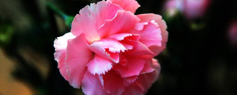 康乃馨花籽什么时候播种 康乃馨花籽几天发芽