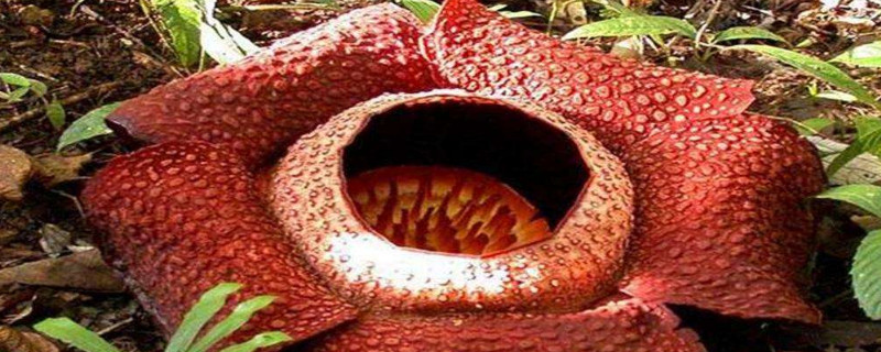 世界上最恐怖的花（世界上最恐怖的花是什么花）