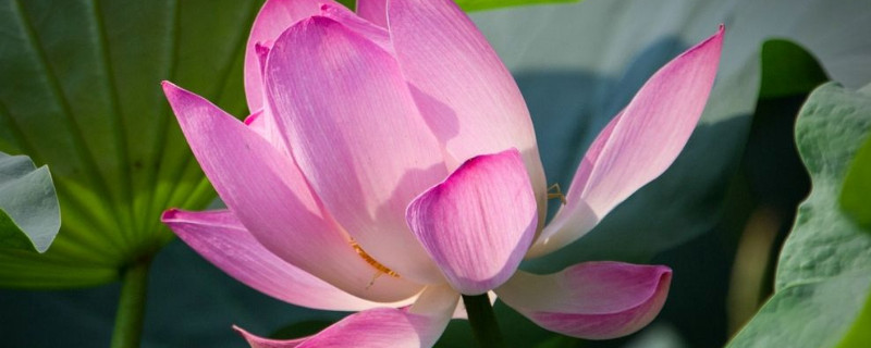 荷花盛开需要多少天（荷花开花需要多久）