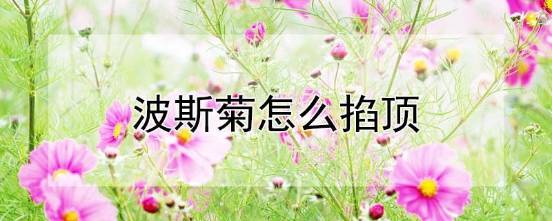 波斯菊怎么掐顶 波斯菊怎么掐尖