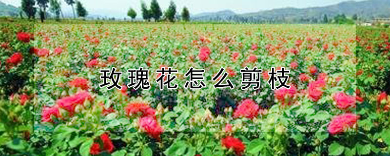 玫瑰花怎么剪枝（玫瑰花怎么剪枝移植）