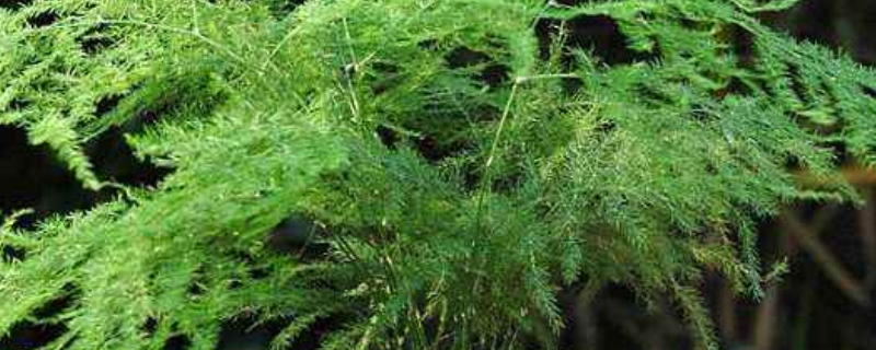 文竹叶子发黄怎么挽救（夏季文竹叶子发黄怎么挽救）