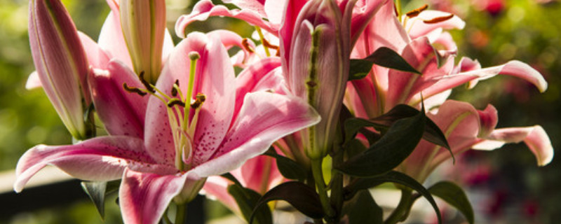 香水百合一年开几次花 香水百合多长时间开一次花