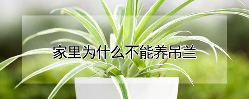 家里为什么不能养吊兰 家里为什么不能养吊兰花是什么意思