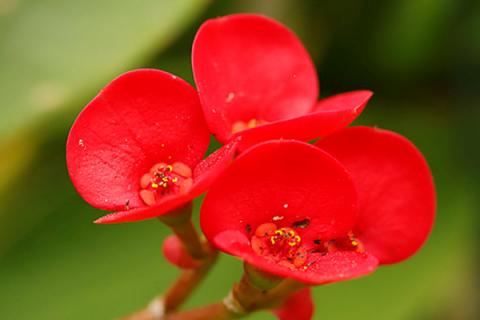 不长虫好养的花有哪些