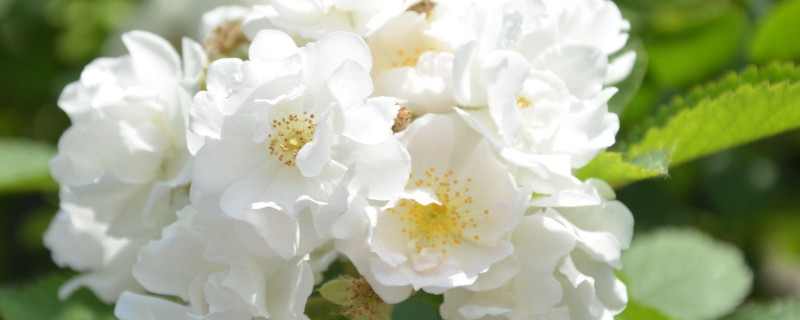 蔷薇花能活多久 蔷薇花现在能栽活吗