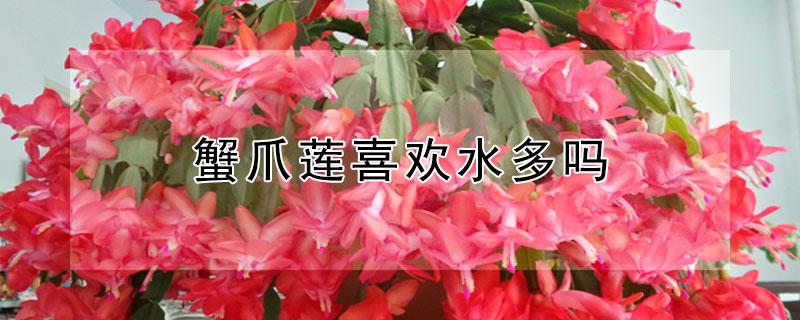 蟹爪莲喜欢水多吗（蟹爪莲喜欢水吗?）