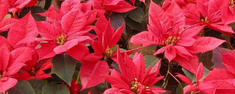 一品红第二年还会红吗(一品红结果吗)