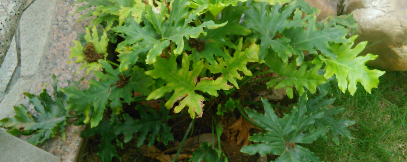 龟背竹好养吗长得快吗（龟背竹好养不好养）