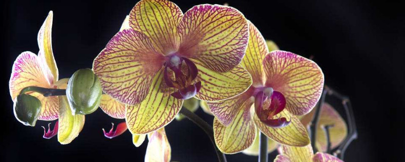 兰花根干枯怎么补救 兰根干枯怎么办