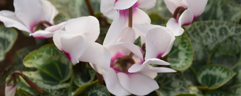 仙客来叶子发黄的原因 仙客来的叶子发黄是怎么回事