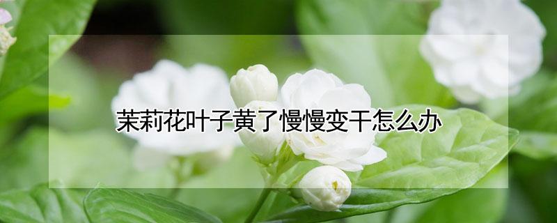 茉莉花叶子黄了慢慢变干怎么办（茉莉花叶片枯黄怎么办）