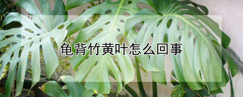 龟背竹黄叶怎么回事（龟背竹黄叶了）