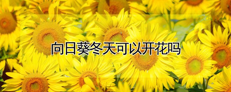 向日葵冬天可以开花吗 向日葵会在冬天开吗