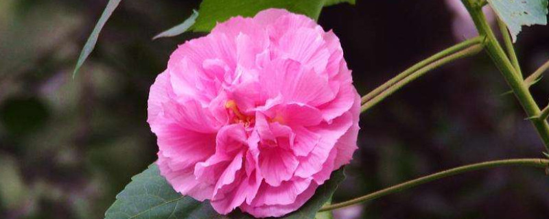 芙蓉花可以吃吗(芙蓉花可以吃吗?能治什么病)