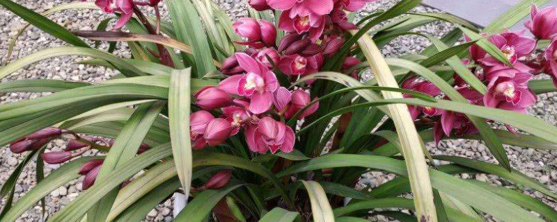 兰花如何浇水（兰花浇水的正确方法）