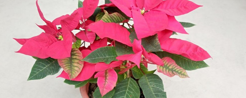 一品红叶子干焦怎么办 一品红叶子边缘有点焦