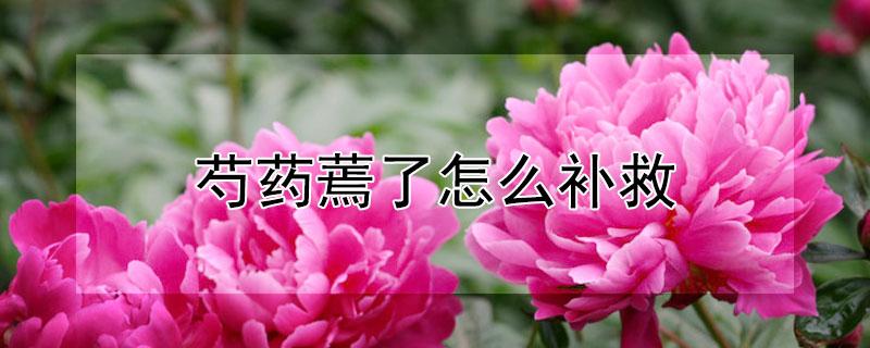 芍药蔫了怎么补救 芍药蔫了怎么回事