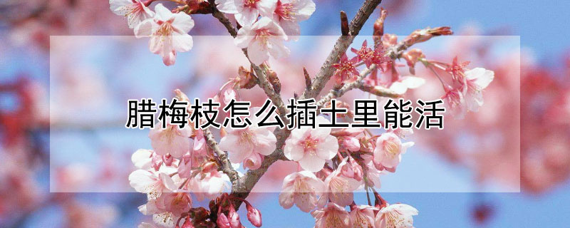 腊梅枝怎么插土里能活 腊梅怎样插枝