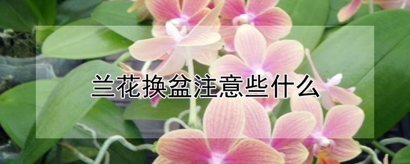 兰花换盆注意些什么（兰花换盆要注意什么）