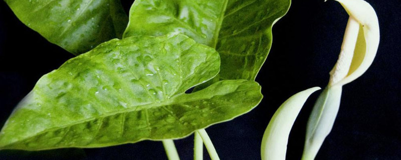 龟背竹和滴水观音的区别（龟背竹跟滴水观音有什么区别）