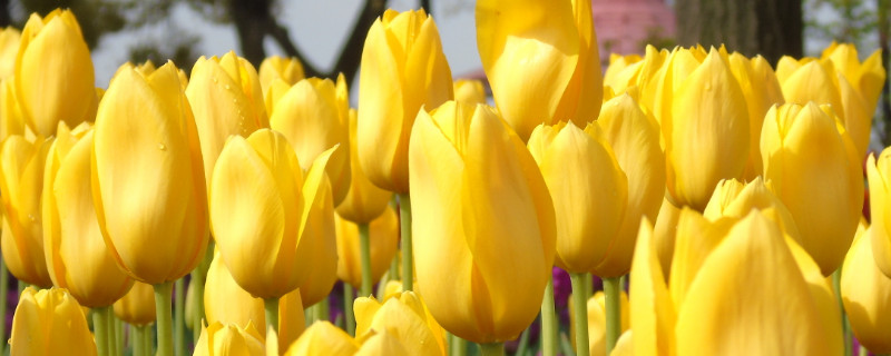 盆栽郁金香花后怎么处理（盆栽郁金香开完花后如何处理）