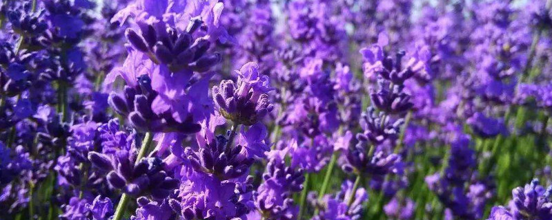 薰衣草喜阳还是喜阴 薰衣草喜阴还是喜阳光