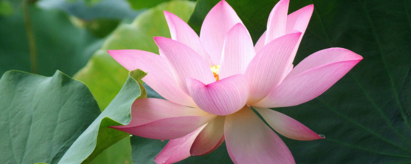 荷花的栽培与养护技术 荷花的栽培与养护技术ppt