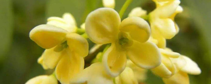 桂花为什么阳台养不活 桂花放在阳台能养活吗?