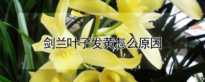 剑兰叶子发黄怎么原因（虎皮剑兰叶片黄是咋回事）