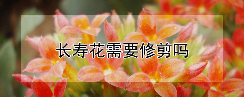 长寿花需要修剪吗(长寿花不修剪行吗)