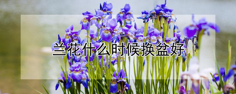 兰花什么时候换盆好(兰花什么时候换盆好?)