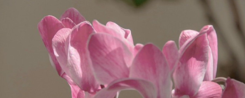 仙客来水浇多了叶子焉怎么办（仙客来浇水能浇叶子吗）