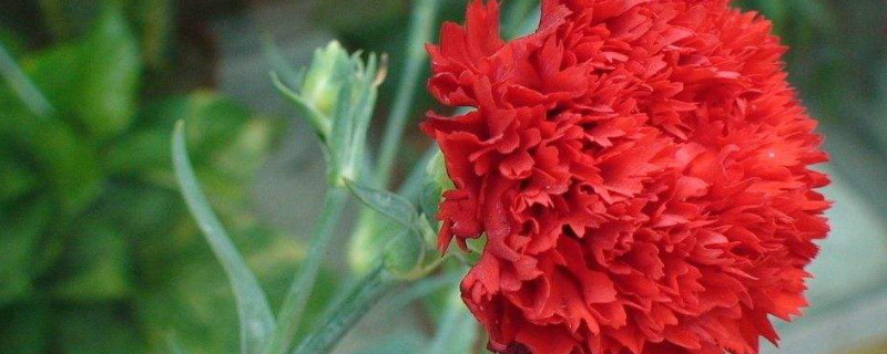 没有根的康乃馨怎么办 无根康乃馨怎么水养