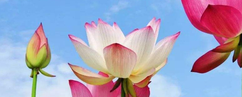 荷花叶为什么周围都干了（新种的荷花为什么长出叶子就干了）