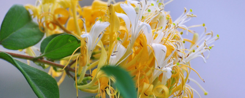 金银花叶子发黄发黑枯萎的原因（金银花叶子发黄枯死）