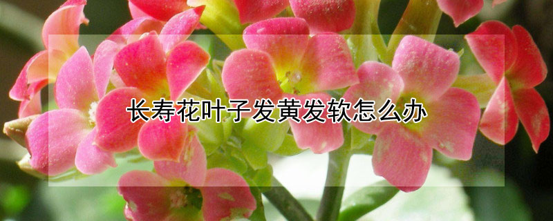 长寿花叶子发黄发软怎么办（长寿花叶子发软变黄）