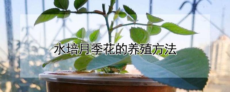 水培月季花的养殖方法 月季花可以水培养殖吗