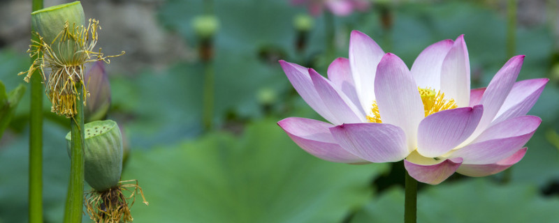 水培荷花的养殖方法和注意事项 水培荷花冬天养殖注意事项