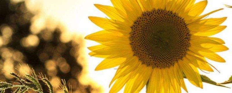 向日葵种子就是瓜子吗（葵瓜子是向日葵的果实还是种子）