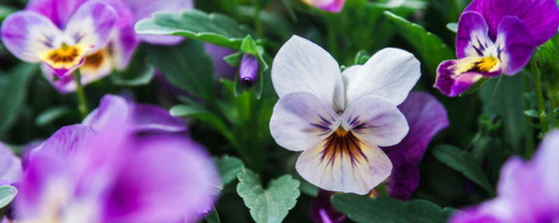 白色紫罗兰有毒吗 紫罗兰有没有毒?
